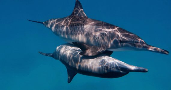delfín clítoris