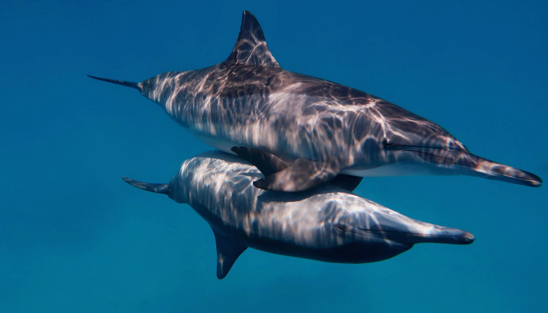 delfín clítoris