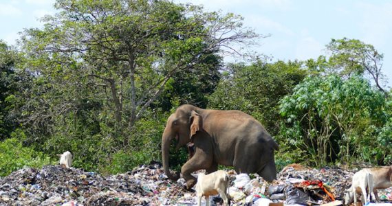 elefantes basura