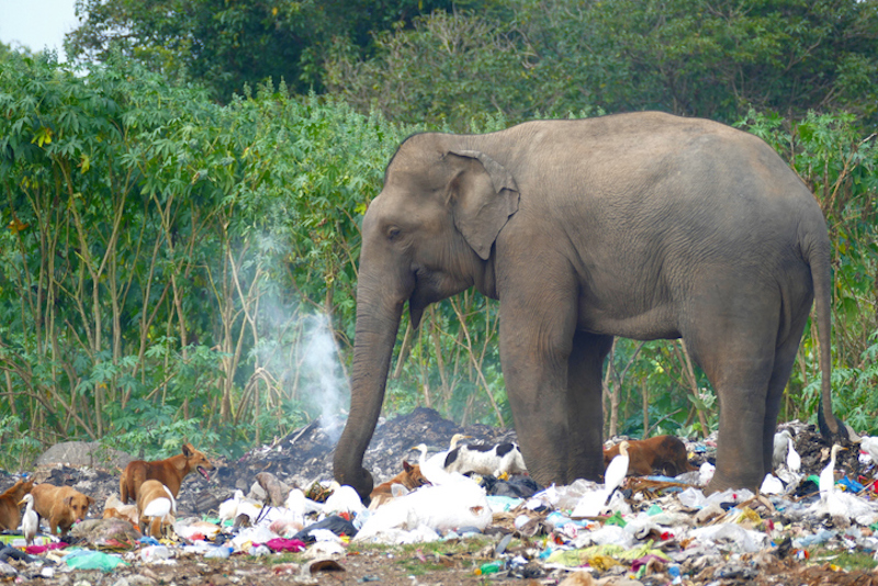 elefantes basura