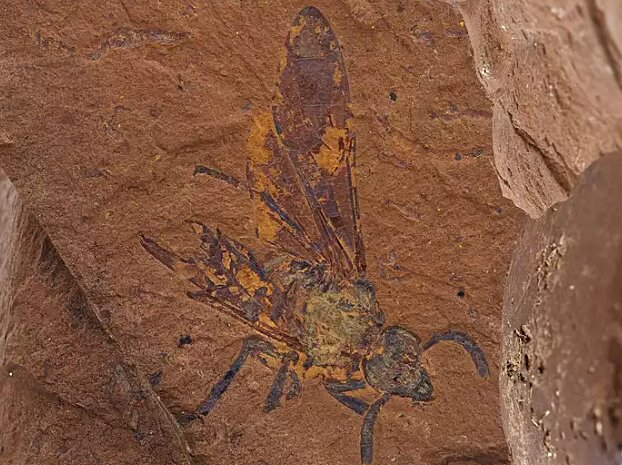fósil de insecto encontrado en australia