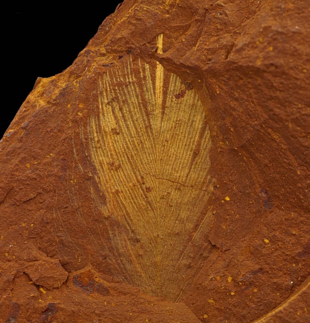 hojas fosilizadas en Australia