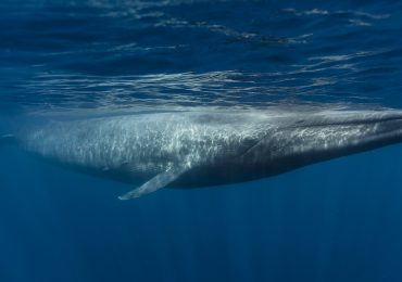 orcas ballena azul