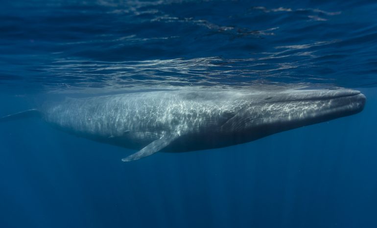 orcas ballena azul