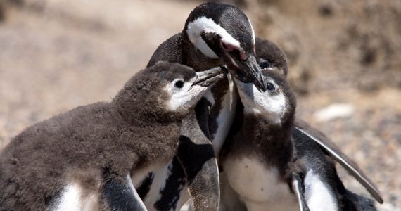 pingüinos de Magallanes