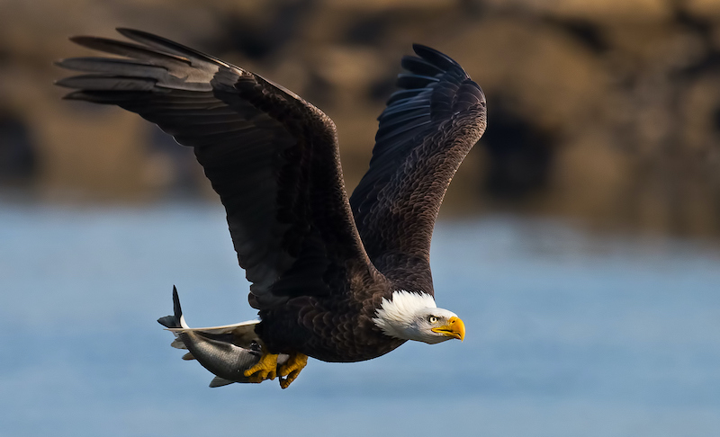 La mitad de las águilas calvas en Estados Unidos están envenenadas con  plomo, revela un estudio | National Geographic en Español