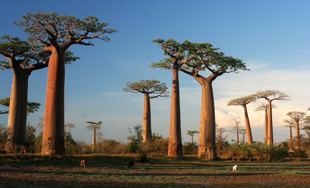 Aún quedan más de 9,000 especies de árboles por descubrir en la Tierra,  revela un estudio | National Geographic en Español