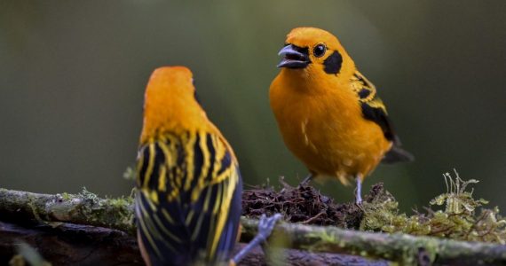 avistamiento aves Colombia