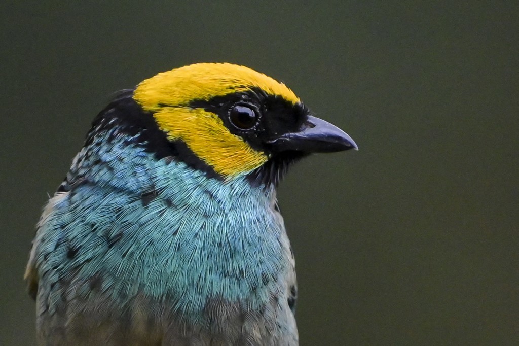avistamiento aves Colombia