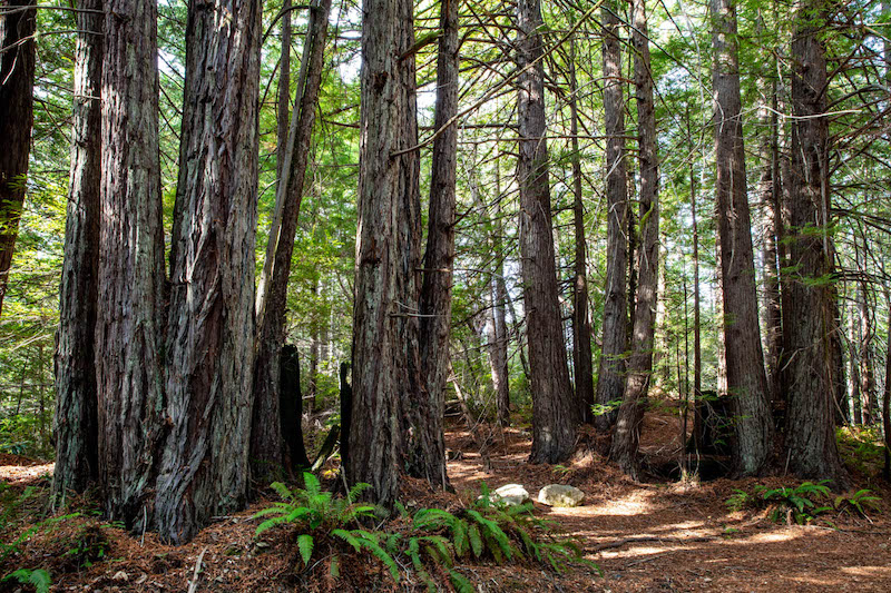 Bosque redwood