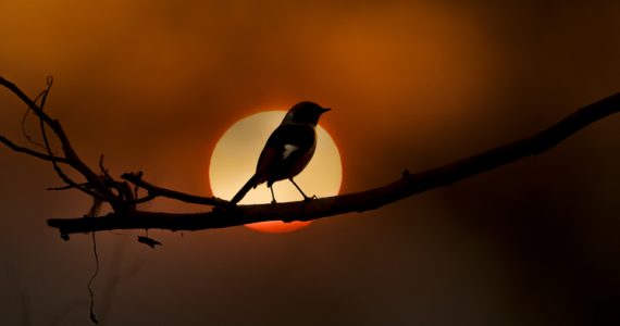 cómo afecta el cambio climático al canto de las aves