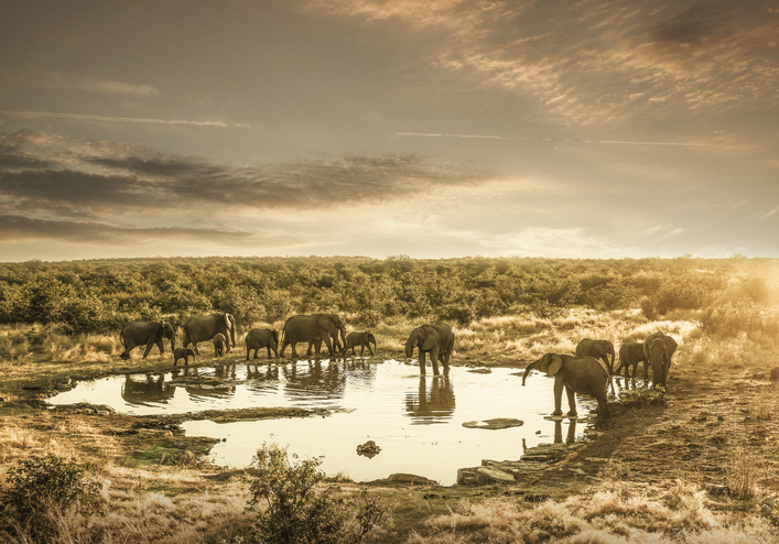 Elefantes africanos en Namibia