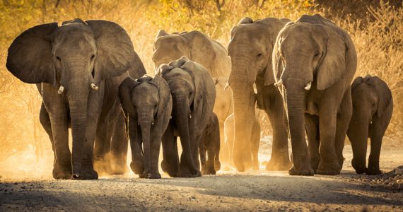 elefantes Namibia