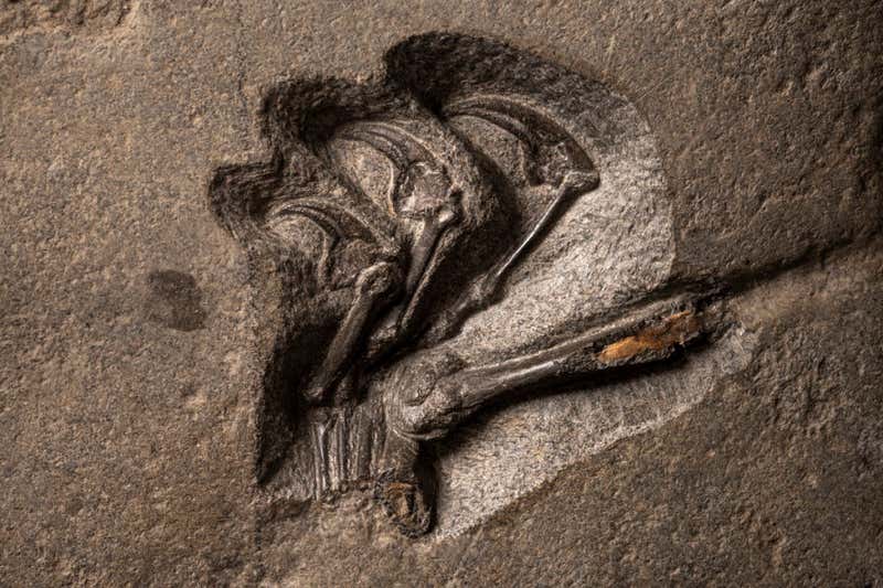 encuentran fósil de pterosaurio