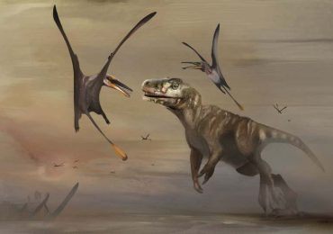 fósil de pterosaurio