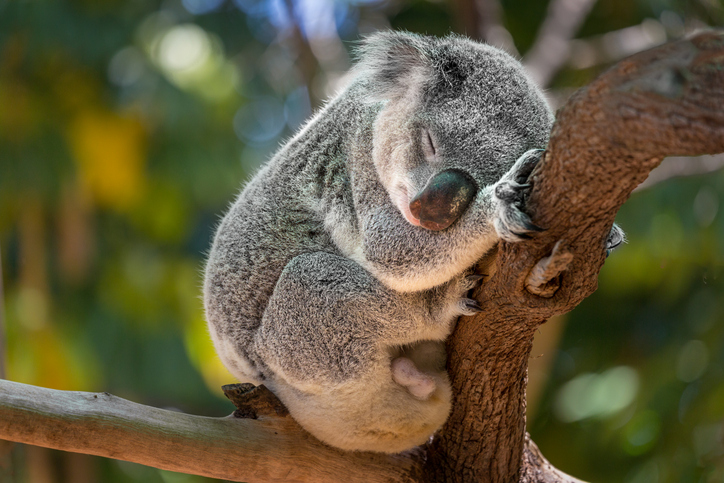 Australia declara a los koalas como especie en peligro de extinción 