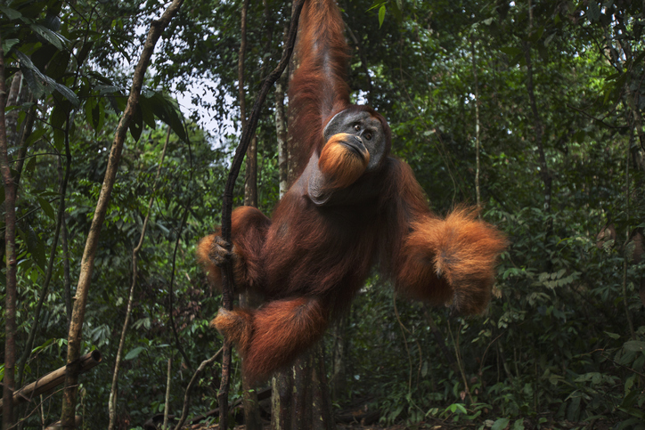 orangutanes herramientas de piedra