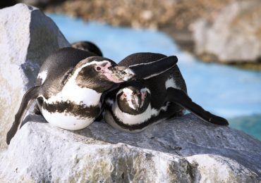 pingüinos Humboldt