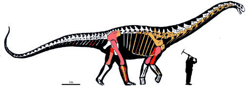 titanosaurio recreación y tamaño en comparación a un hombre