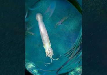 calamar más antiguo del mundo