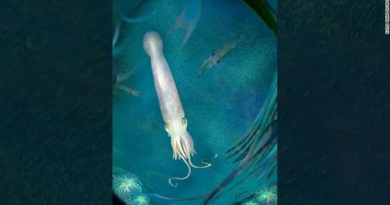calamar más antiguo del mundo