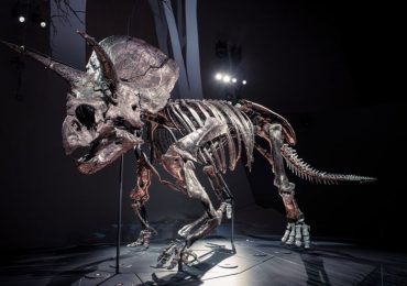 horridus triceratops
