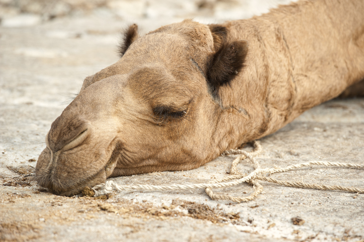 extinción camellos gigantes