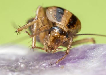 cucarachas pesticidas
