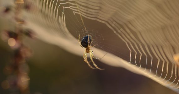 arañas comunicación