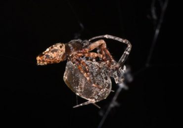 arañas relaciones sexuales