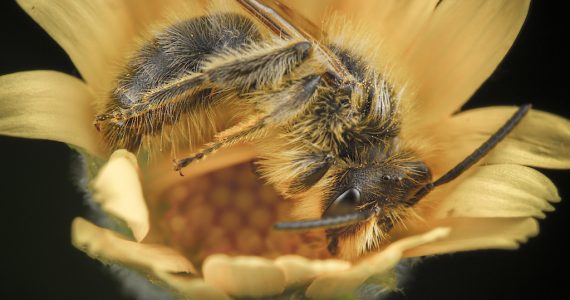 abejas cambio climático