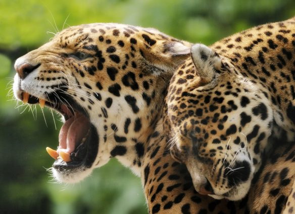 jaguares Estados Unidos