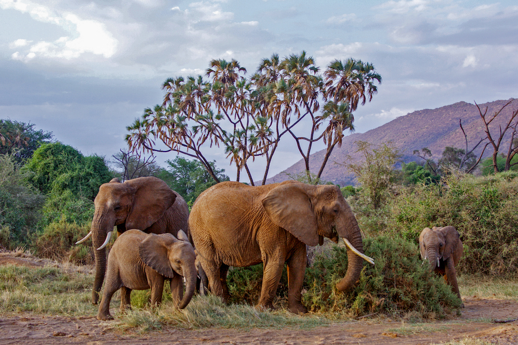 caza ilegal elefantes