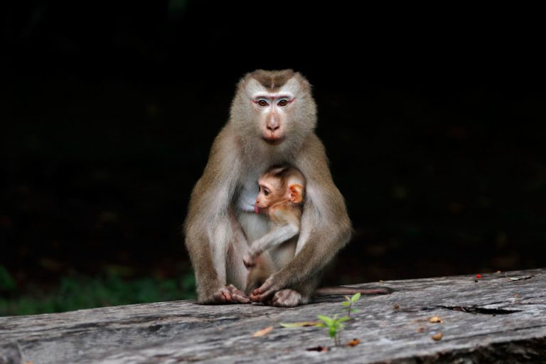 Los Macacos Identifican Sus Sentimientos Con El Latido De Su Corazón 1505
