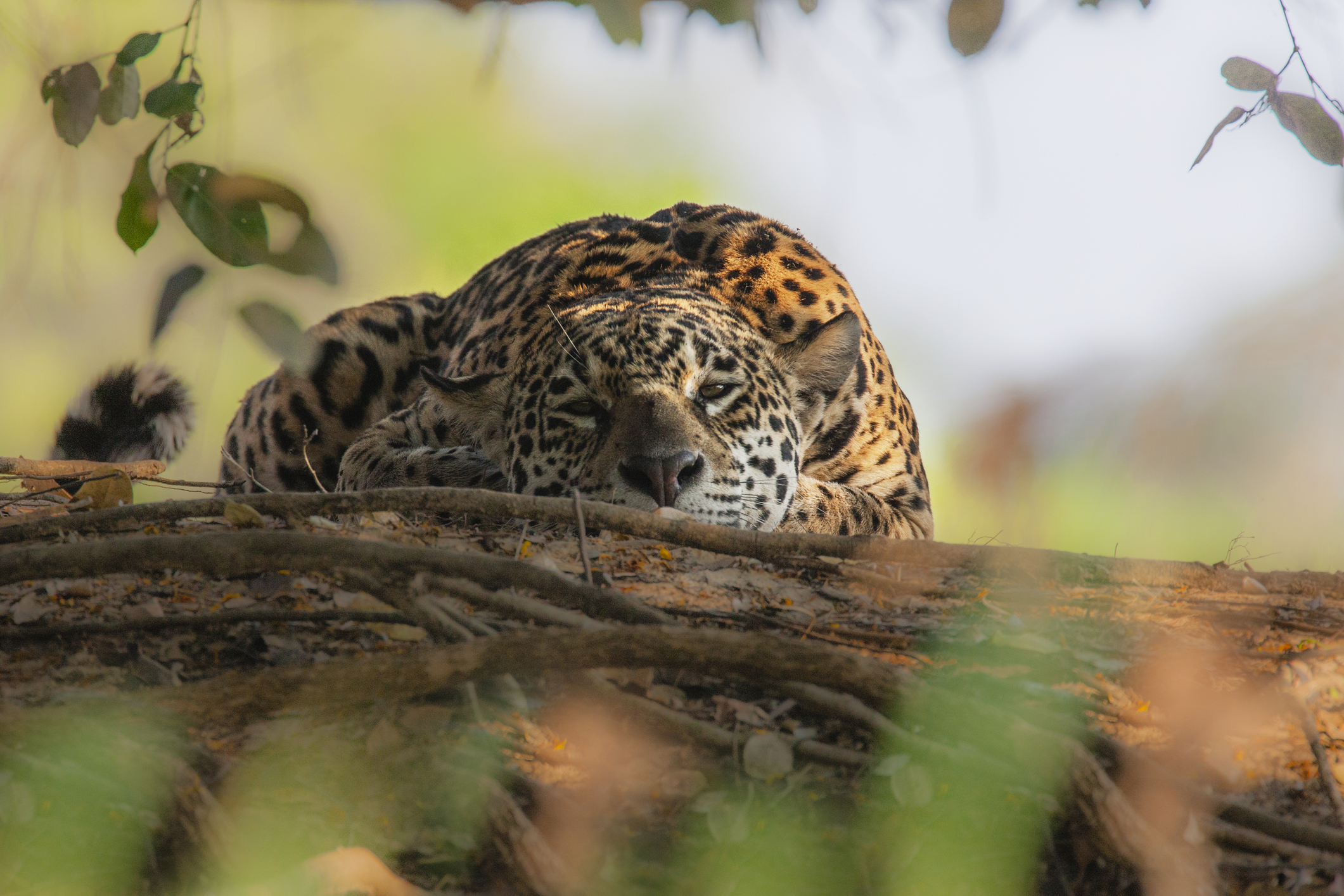 jaguares Estados Unidos