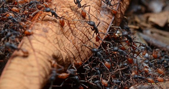 cómo se desplazan las hormigas marabunta o guerreras