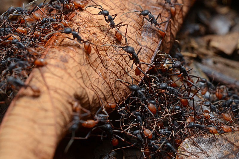 cómo se desplazan las hormigas marabunta o guerreras