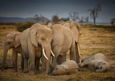 elefantes duelo