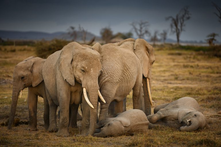 elefantes duelo