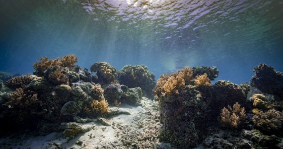 corales bloqueador solar