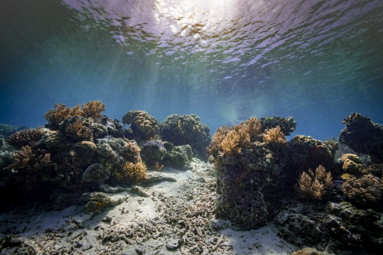 corales bloqueador solar