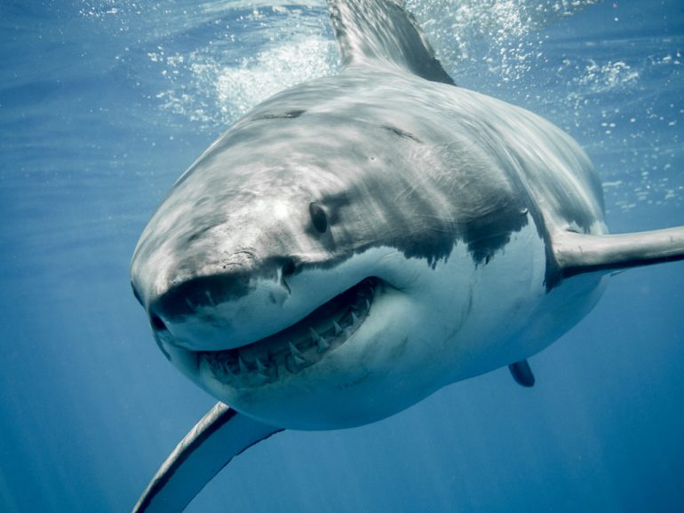 tiburón blanco megalodón