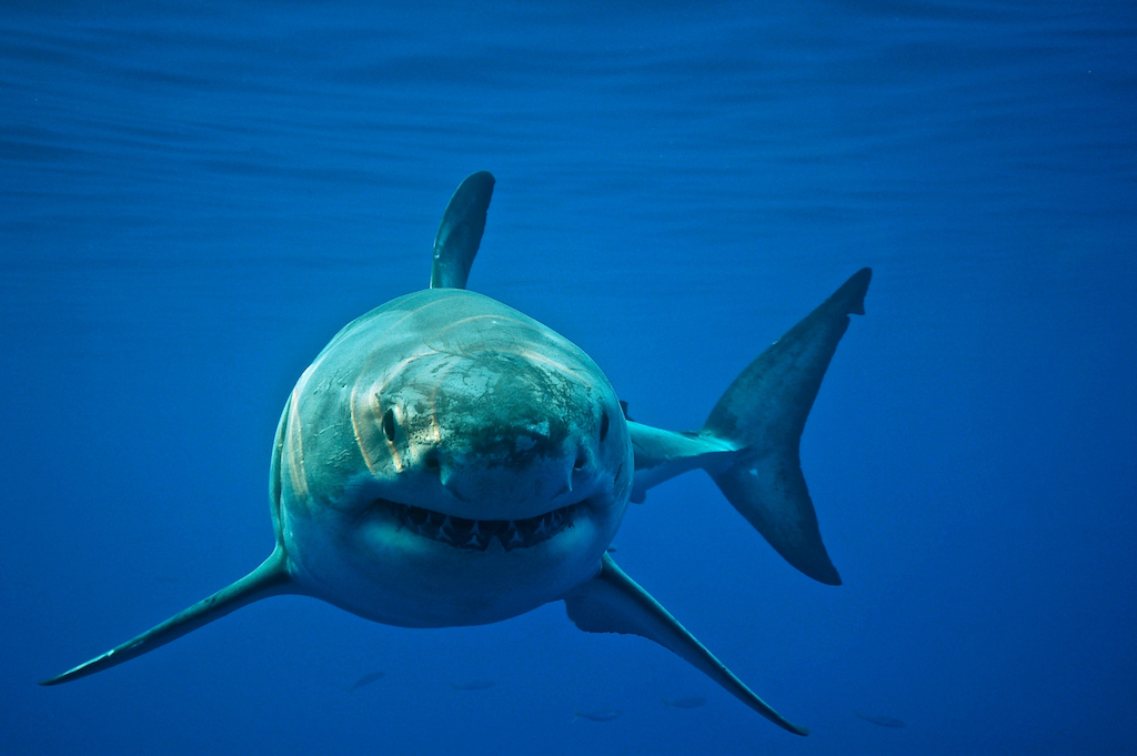 tiburón blanco megalodón