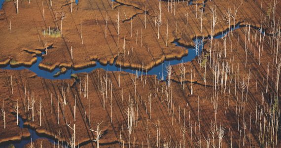 bosques crisis climática