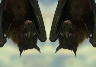 cómo se reproducen los murciélagos