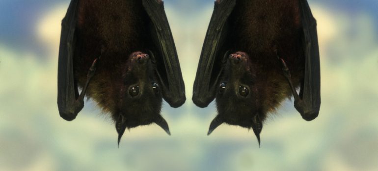 cómo se reproducen los murciélagos