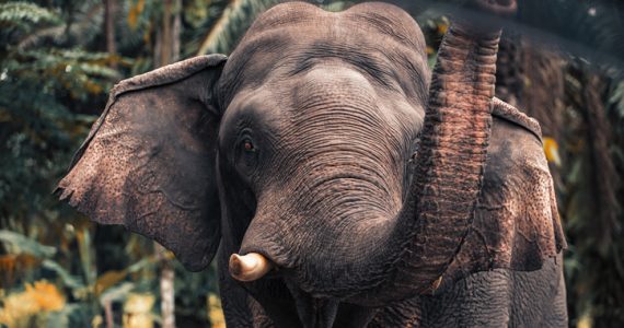 cómo surgió el mito de que los elefantes temen a los ratones