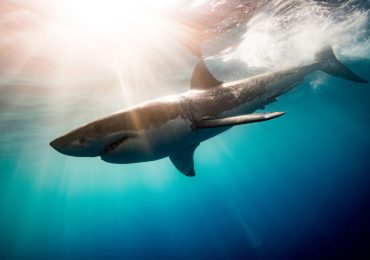 cuál es el tiburón más peligroso del mundo y dónde vive