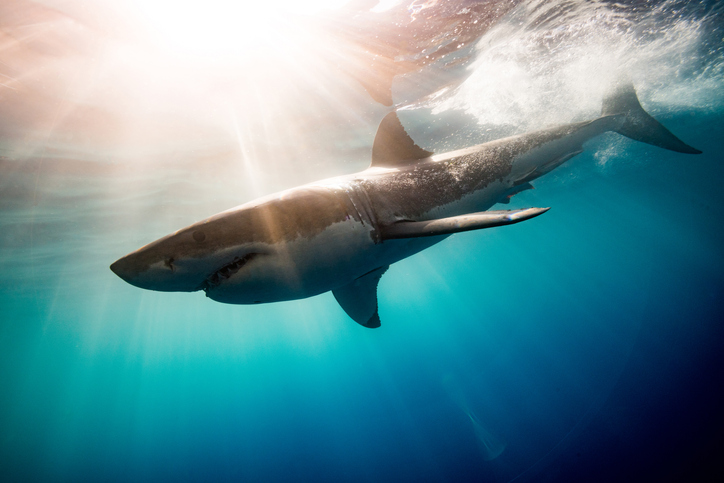 cuál es el tiburón más peligroso del mundo y dónde vive