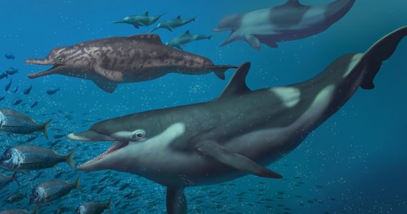 delfines prehistóricos